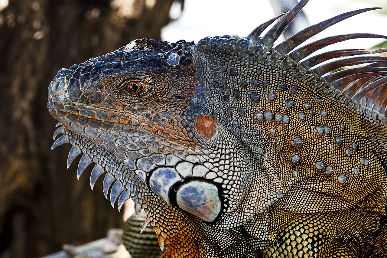 Image - iguana lizard dragon florida keys