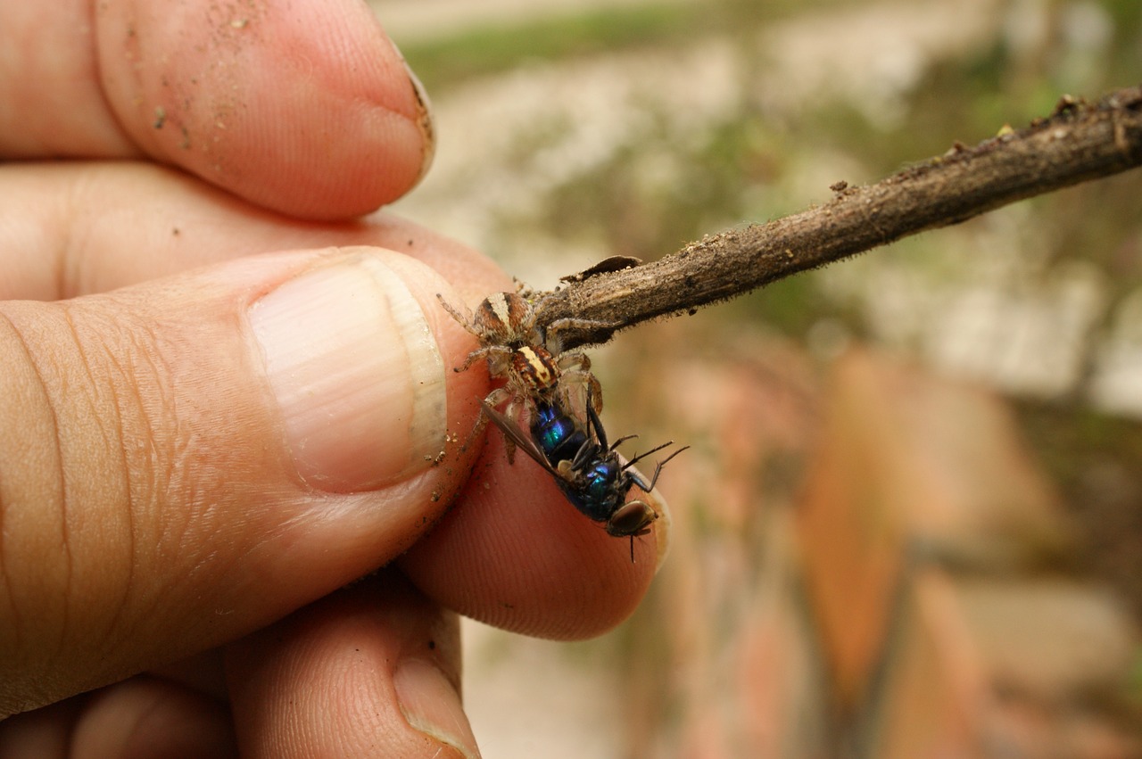 Image - nature insects spider fly the