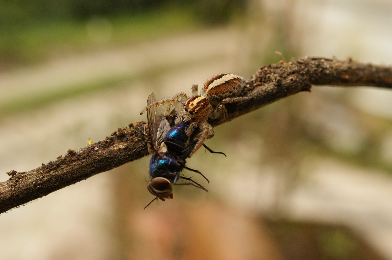 Image - nature insects spider fly the
