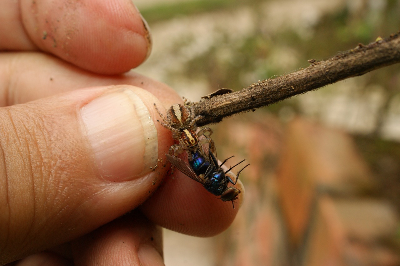 Image - nature insects spider fly the