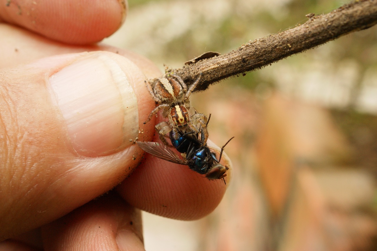 Image - nature insects spider fly the