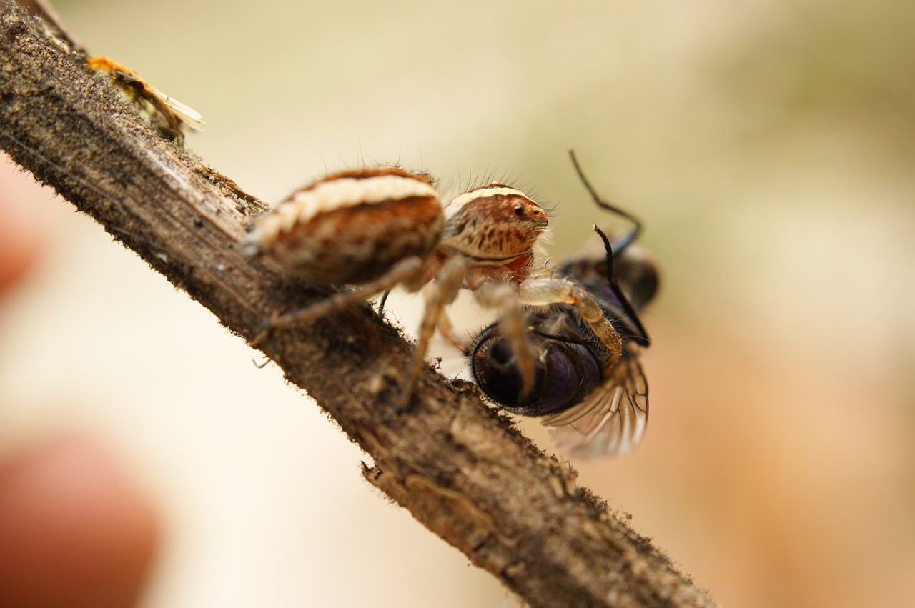 Image - nature insects spider fly the