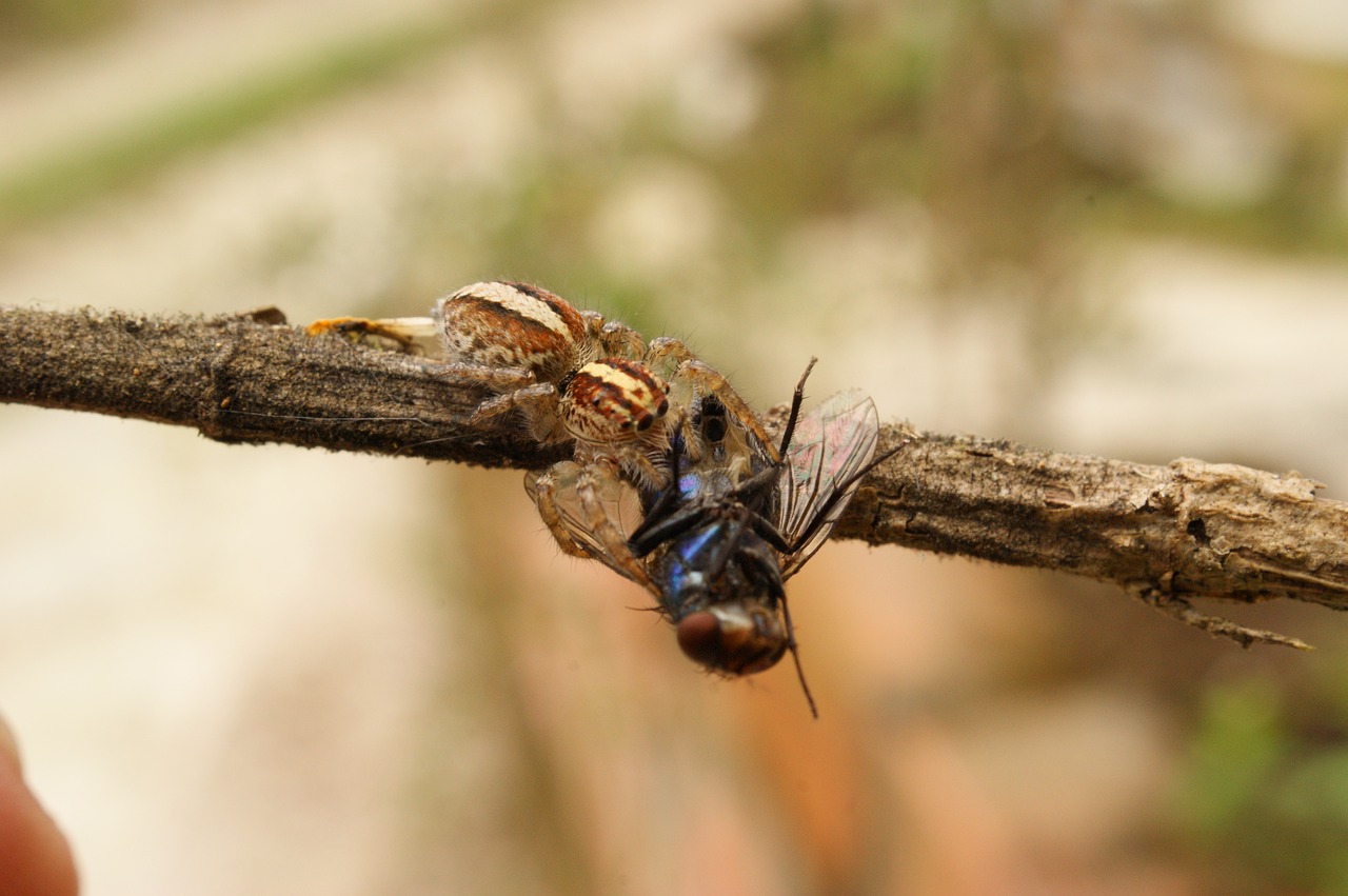 Image - nature insects spider fly the