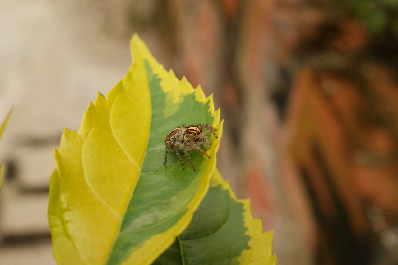 Image - nature insects spider fly the