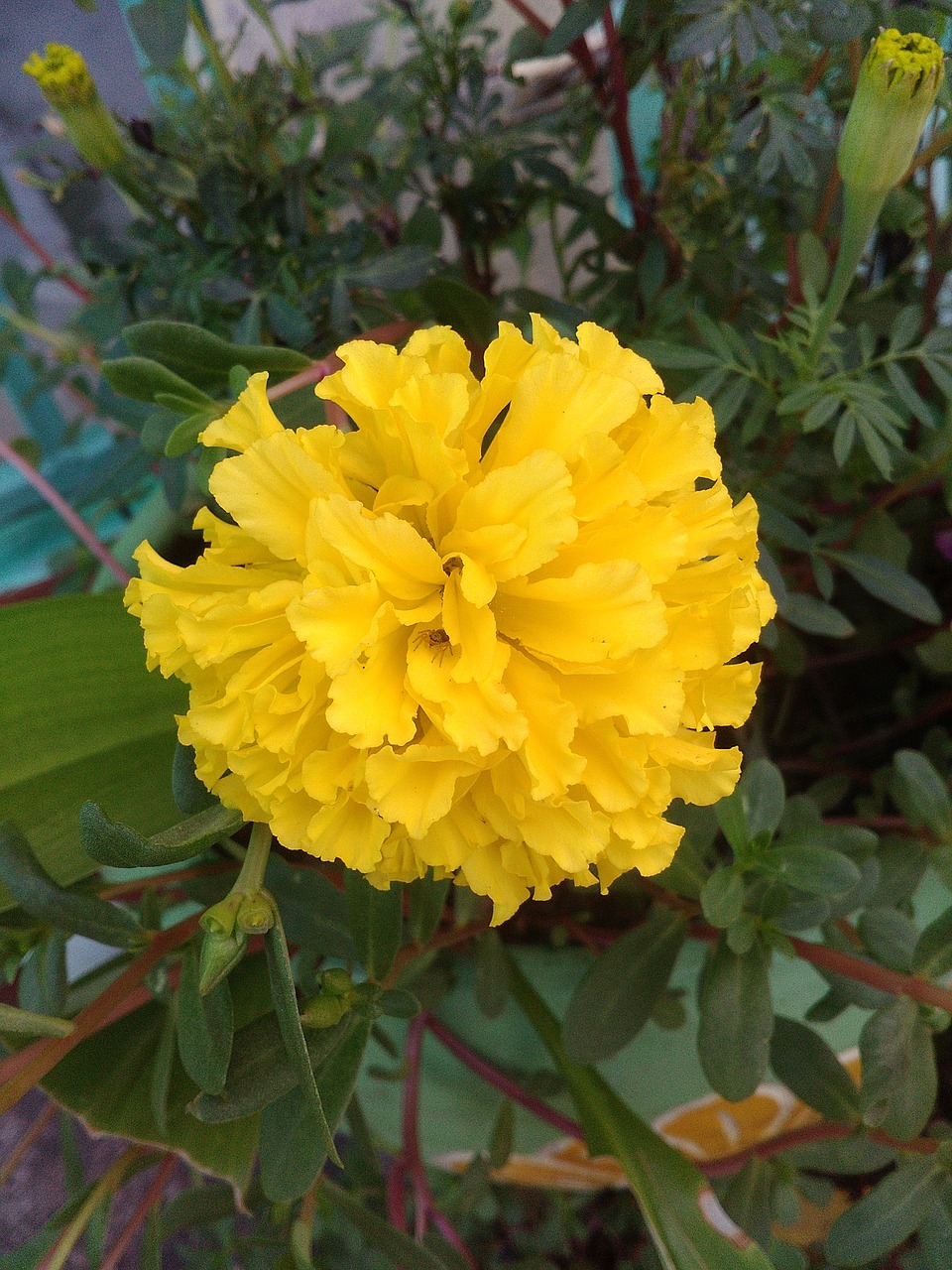 Image - marigold ornamental flowers