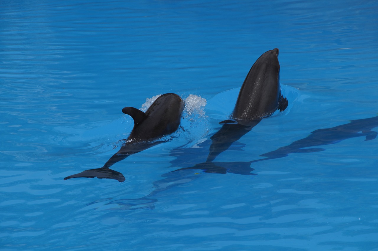 Image - dolphins swim dolphin