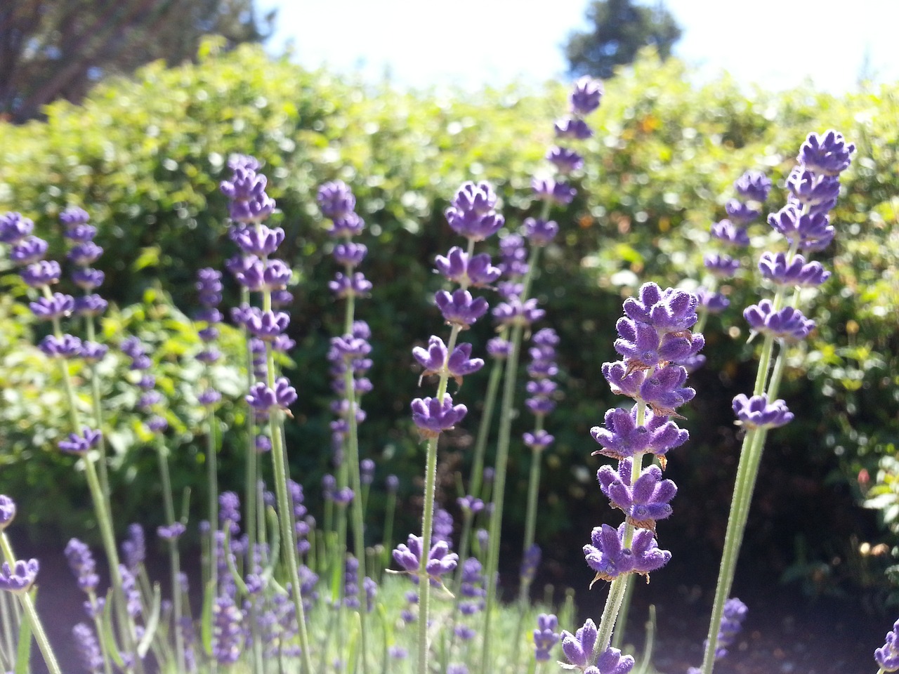 Image - lavender flowers garden summer