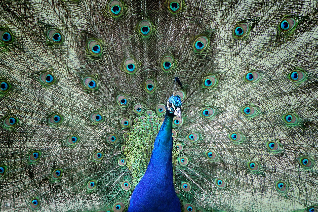 Image - peacock beat rad colorful bird