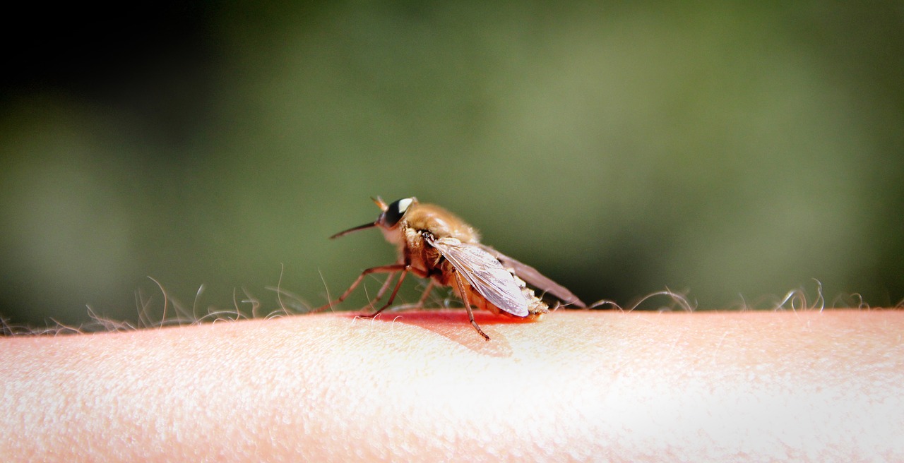 Image - mosquito fly hand arm insect
