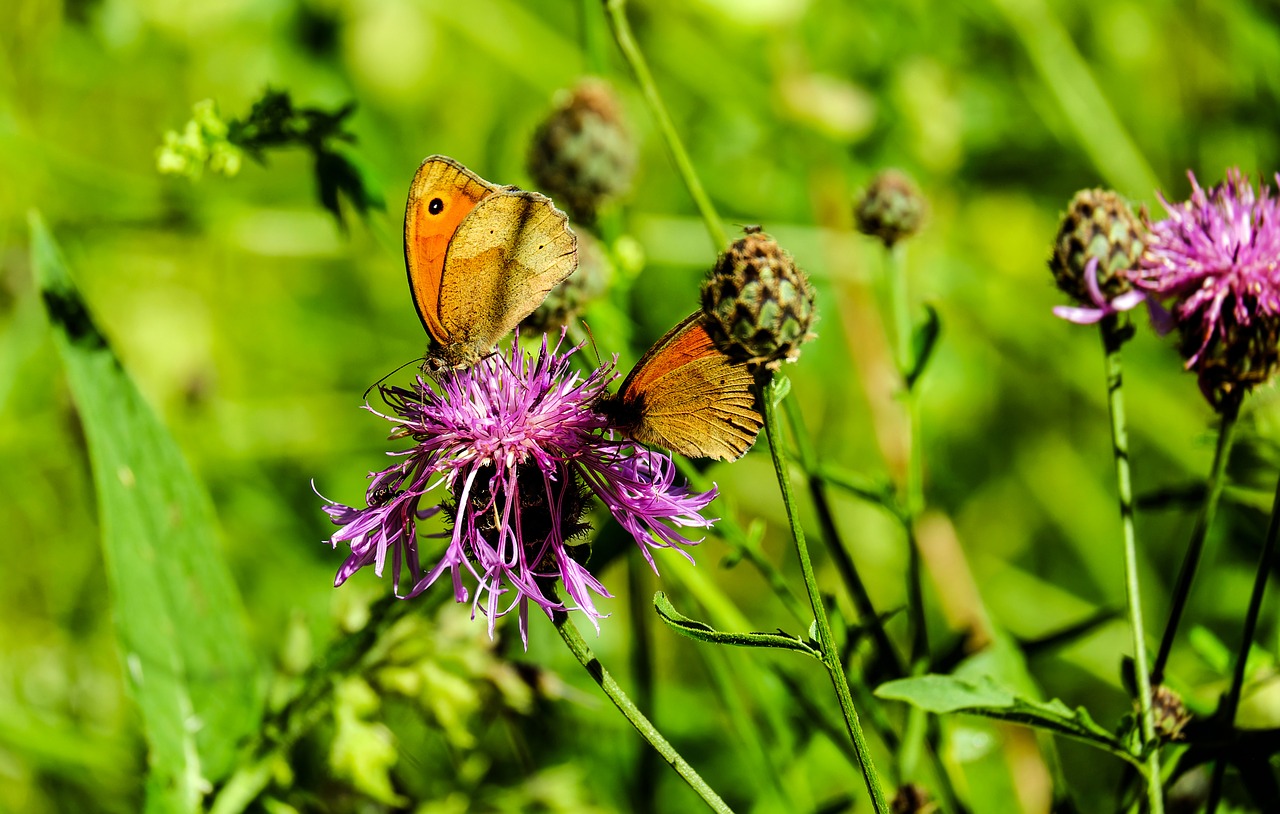 Image - butterfly lycaon pair insect