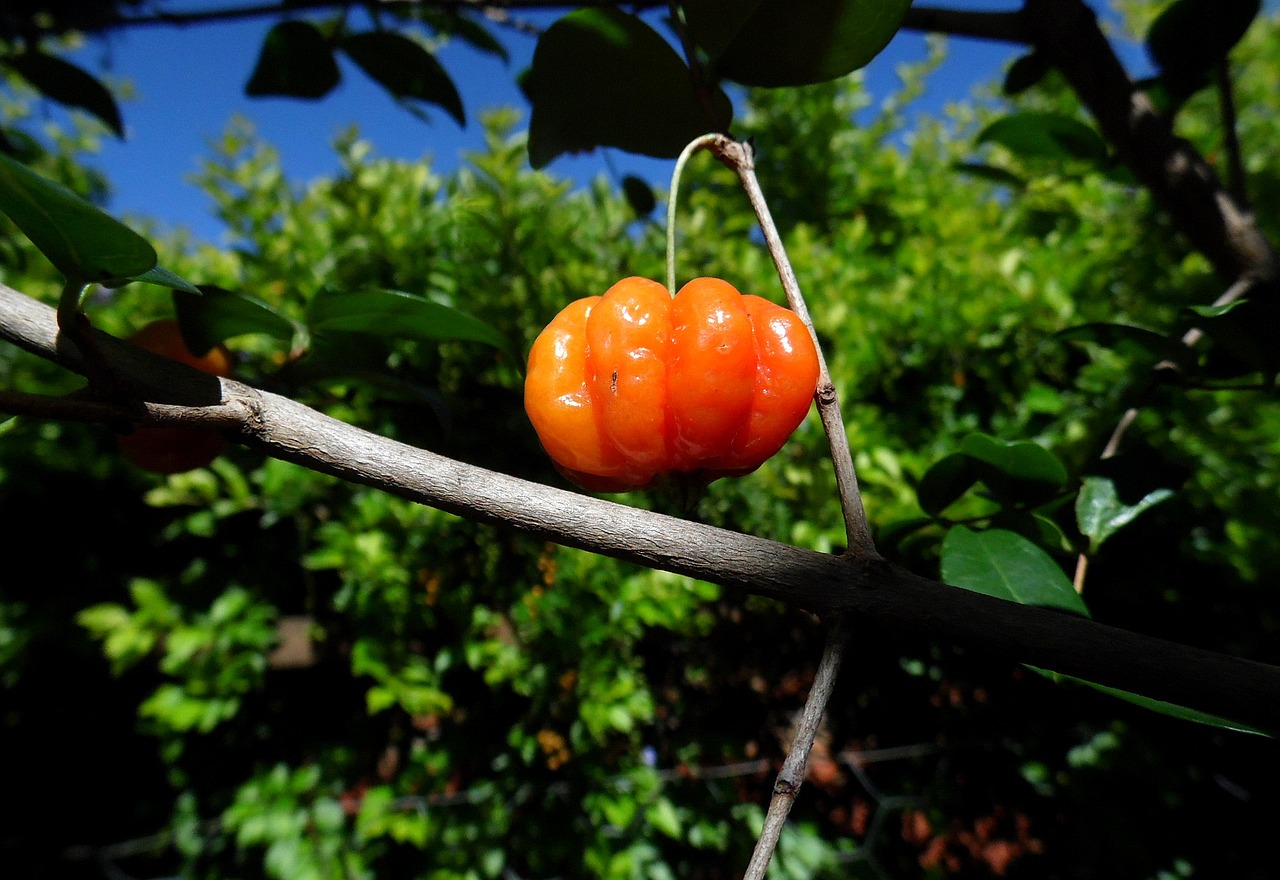 Image - pitangueira tree cherry fruit