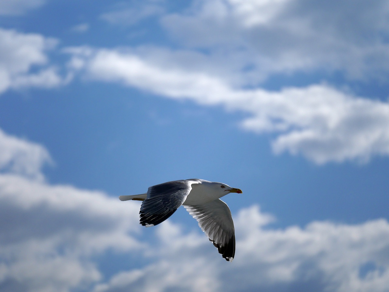 Image - seagull glide flight bird seevogel