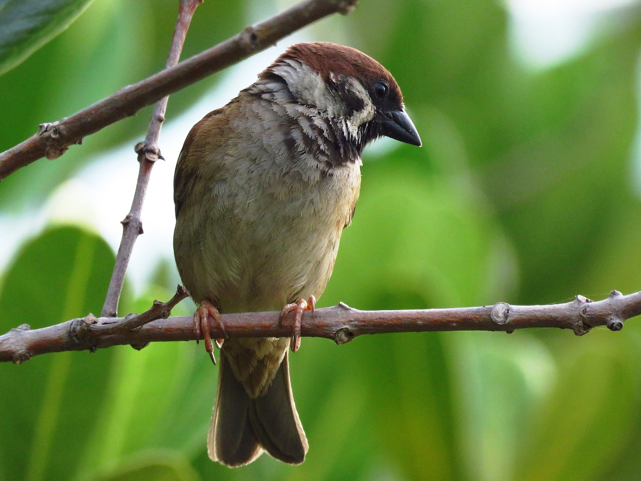 Image - sparrow bird love birds resting