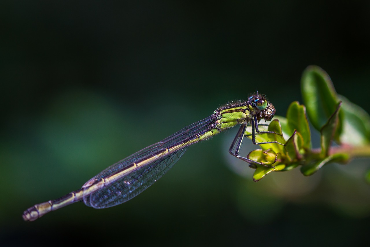 Image - dragonfly pond insect nature water