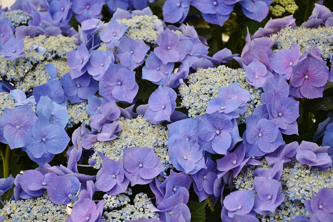 Image - hydrangeas flowers purple blue