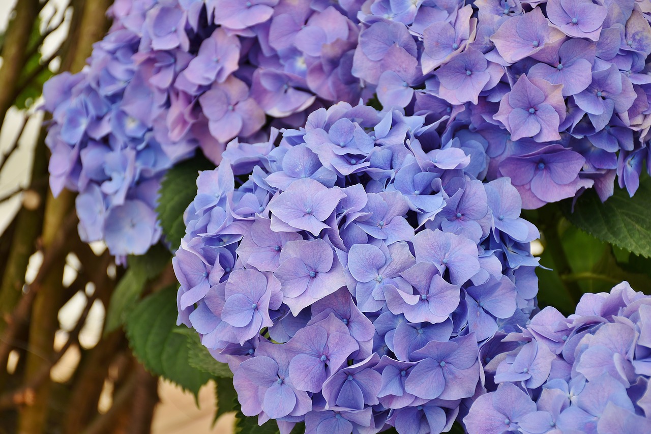 Image - hydrangeas flowers purple blue