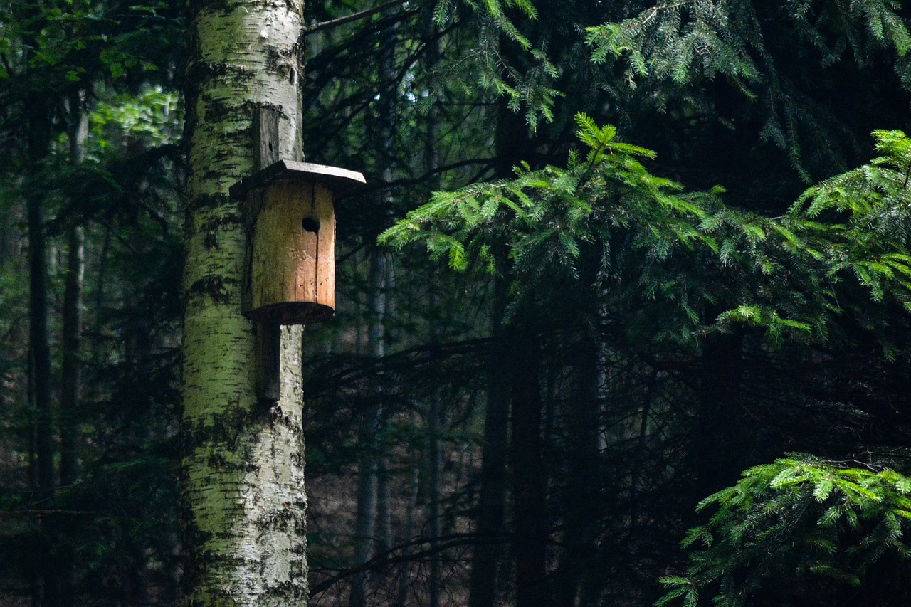 Image - forest booth birds green tree
