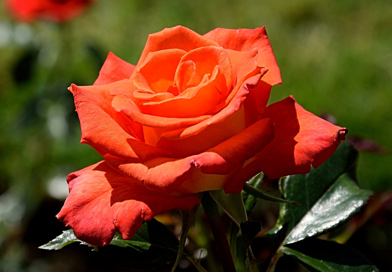 Image - rose red blossom bloom close