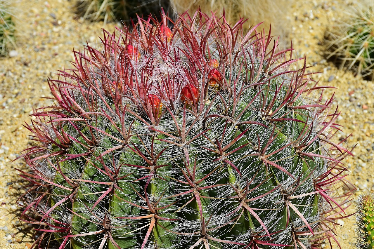Image - cactus ball cactus flowers