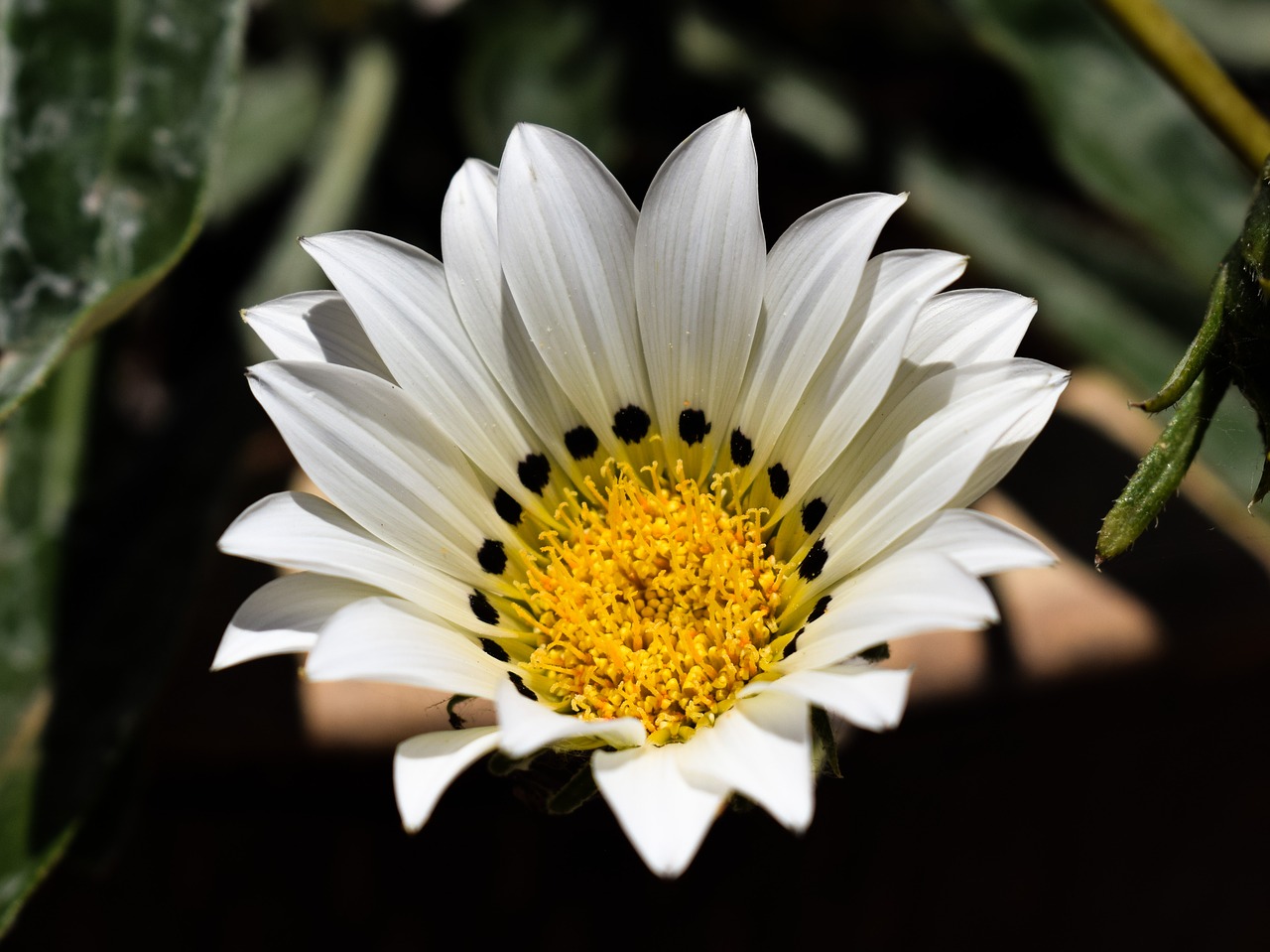 Image - gazania white flower nature plant