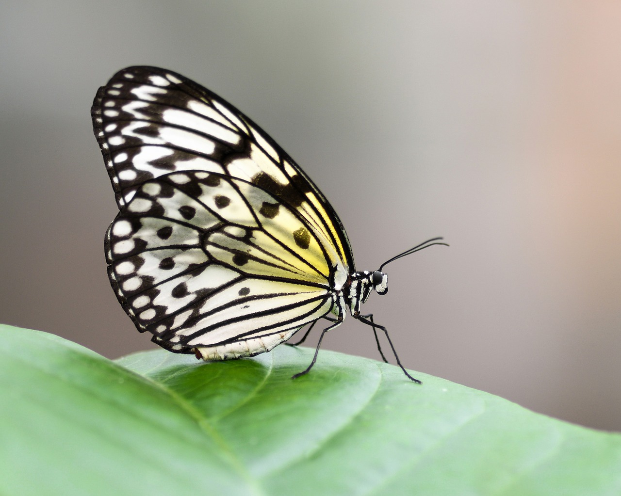 Image - butterfly exotic great glider