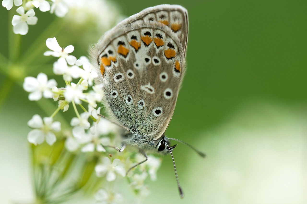 Image - nature summer dog tube butterfly