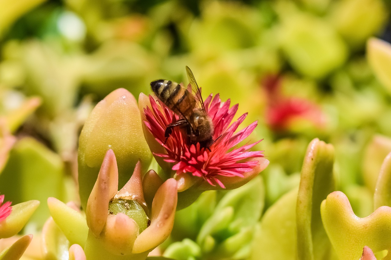 Image - fertilization bee flower pink