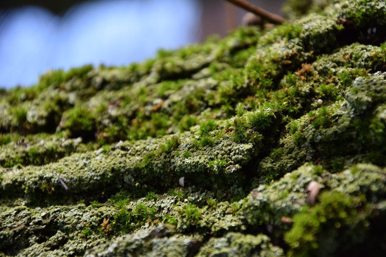 Image - bark green tree plant nature moss