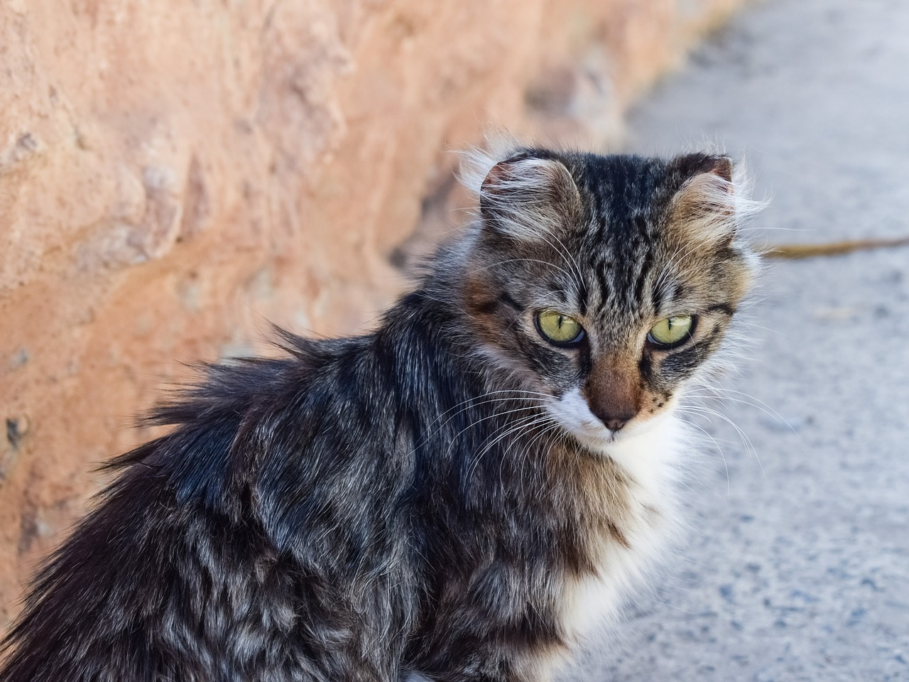 Image - cat stray eyes looking homeless