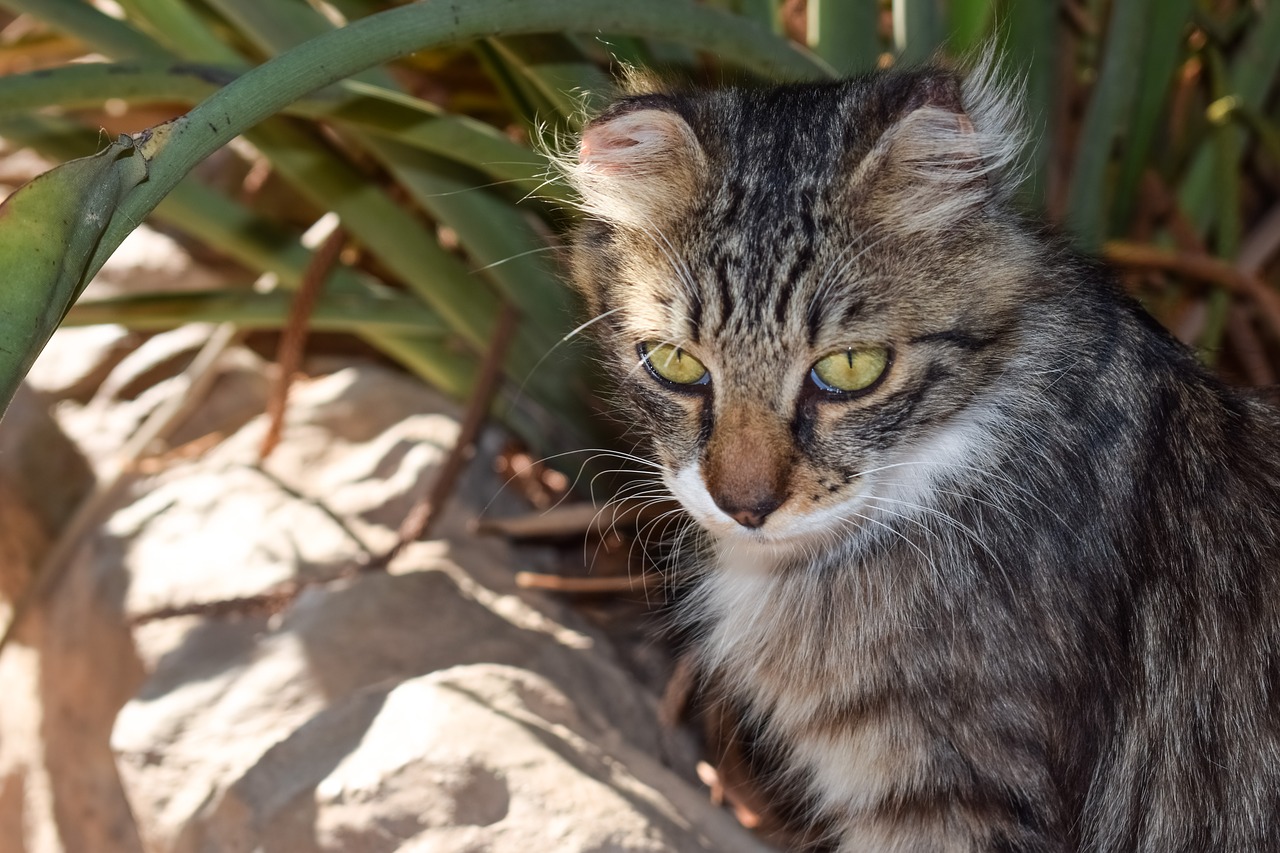 Image - cat stray eyes looking homeless