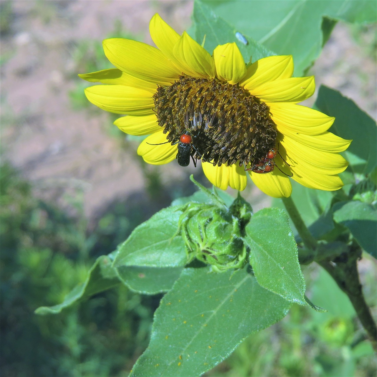 Image - sunflower red head insect green