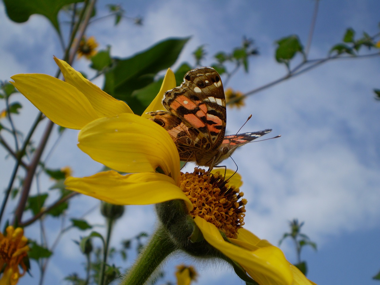 Image - butterfly sucking yellow flower