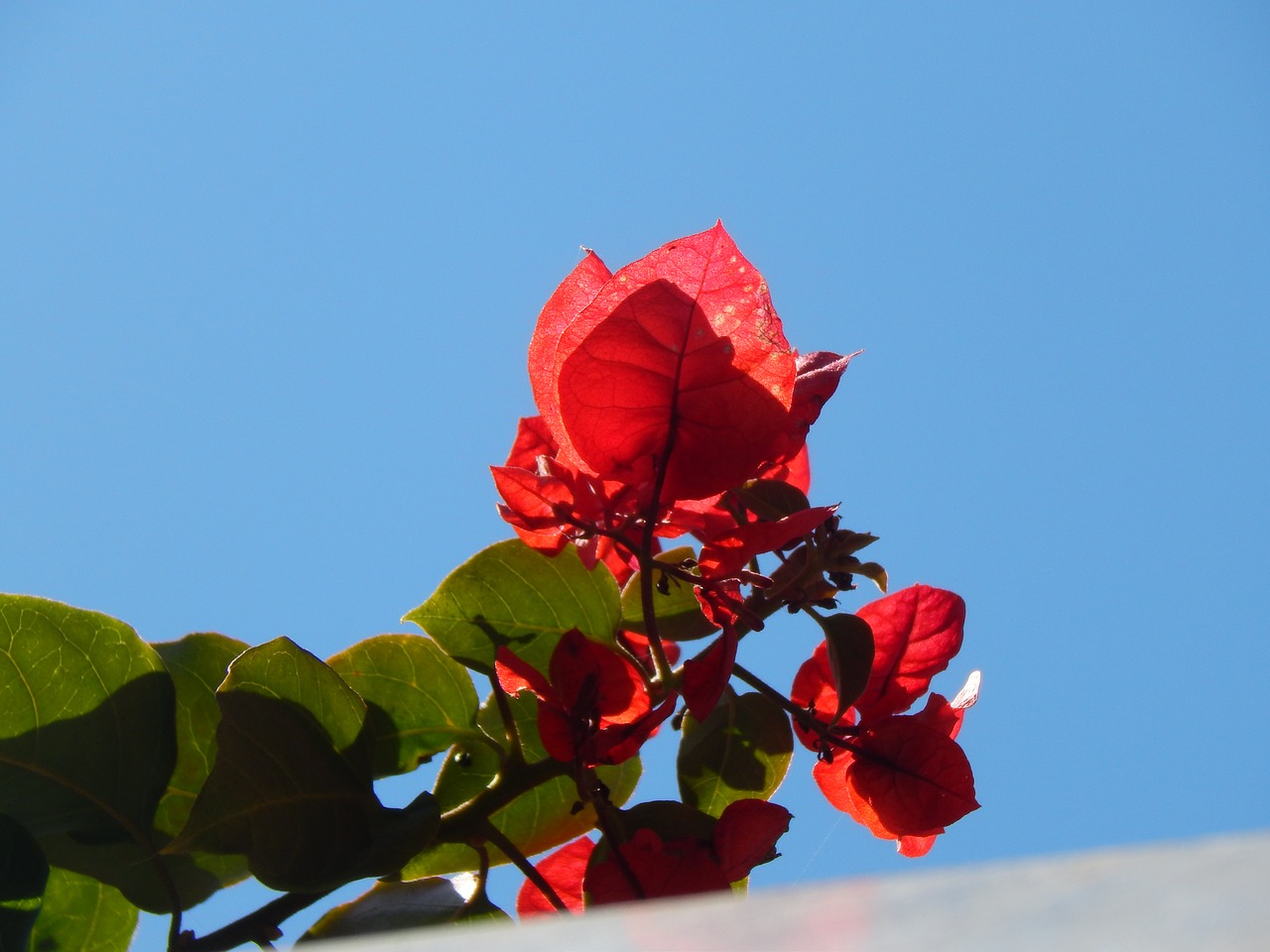 Image - vine plant red flower santa rita