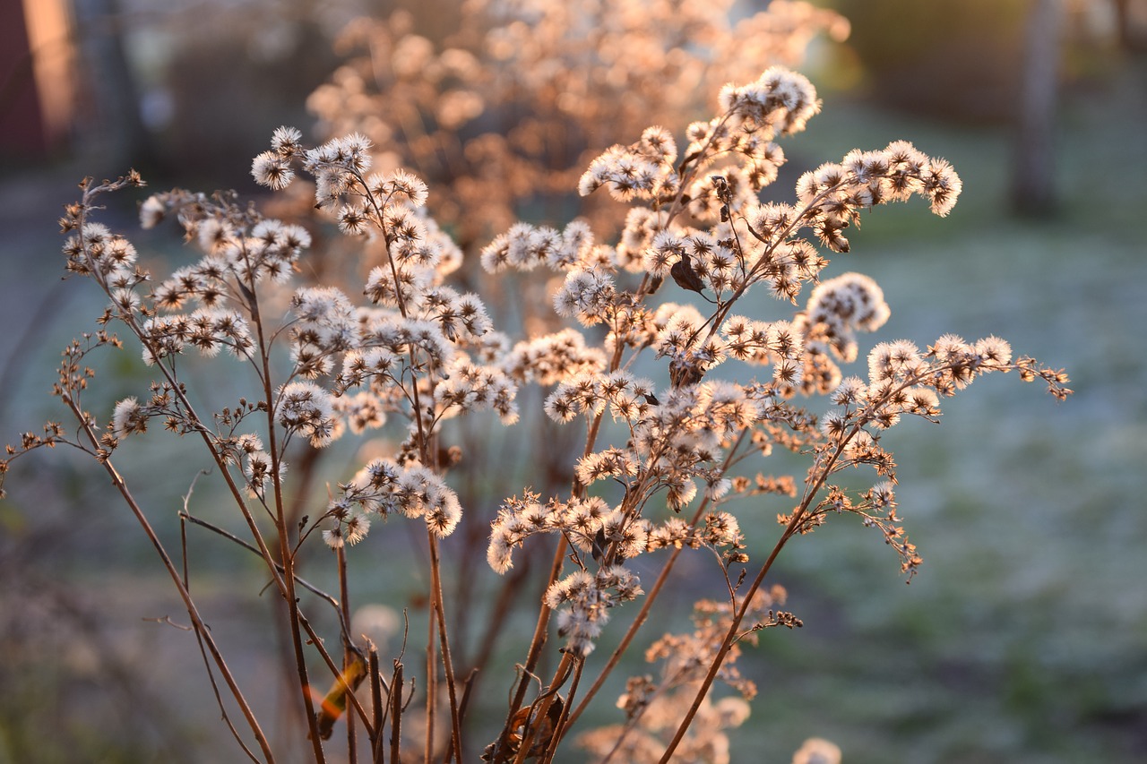 Image - plant winter nature frost wintry