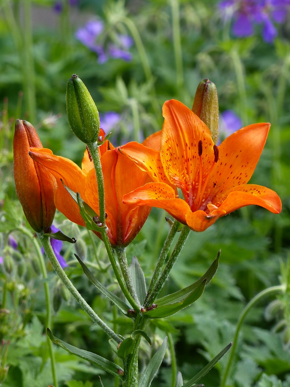 Image - flowers lilies orange foliage