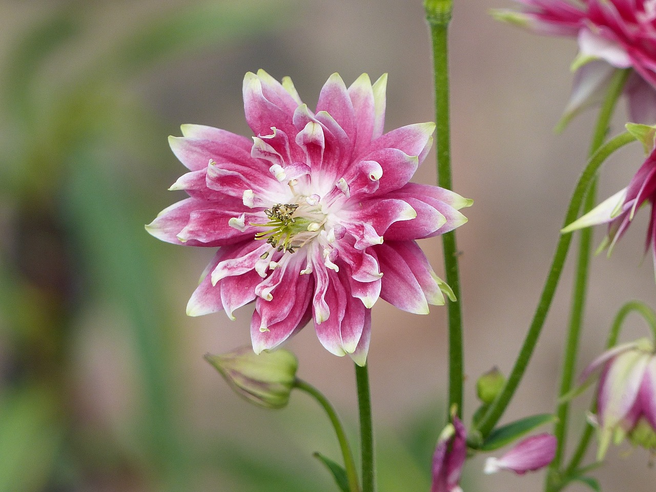 Image - columbine flower pink white colors