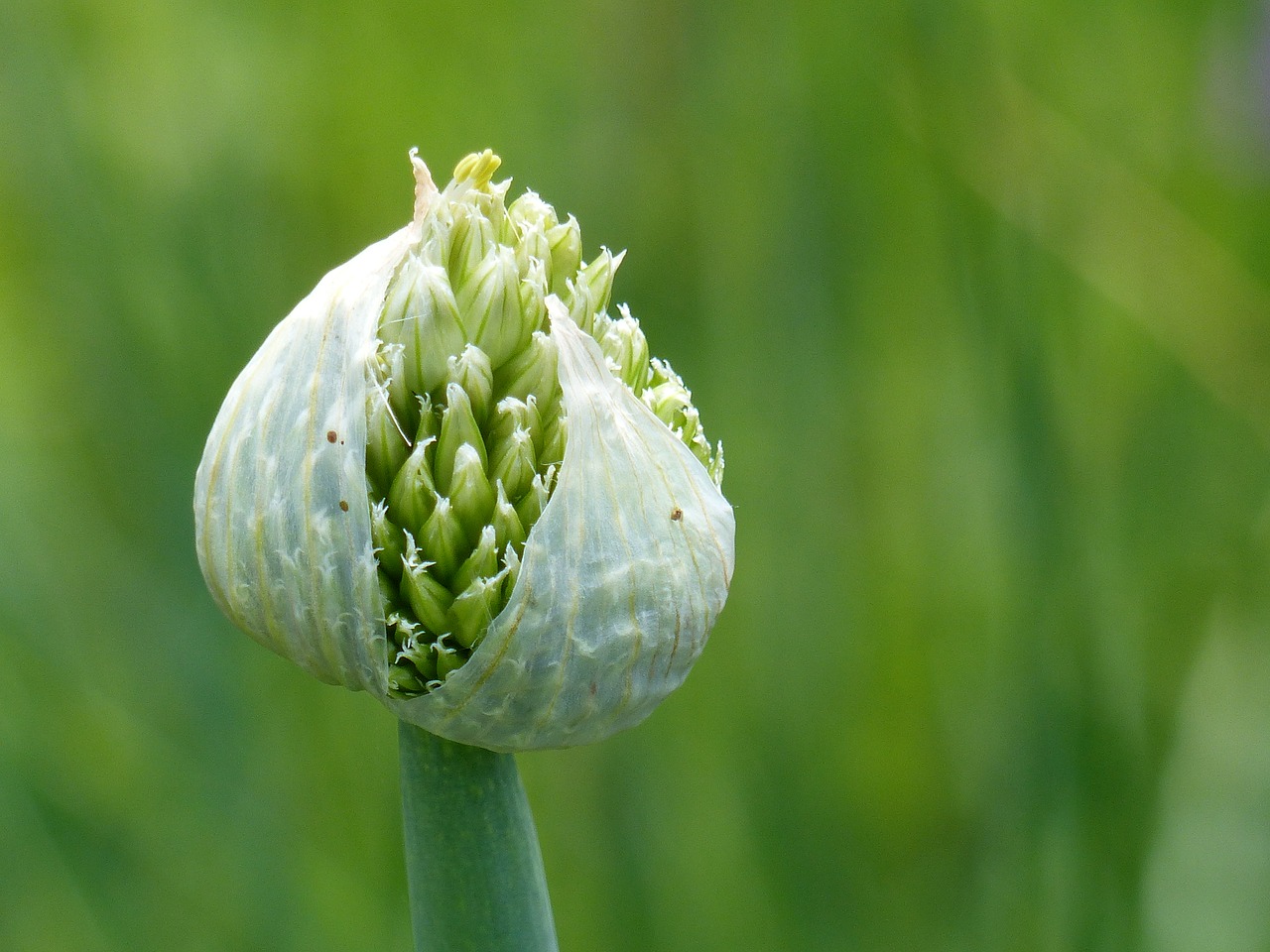 Image - allium fistulosum vegetable garden