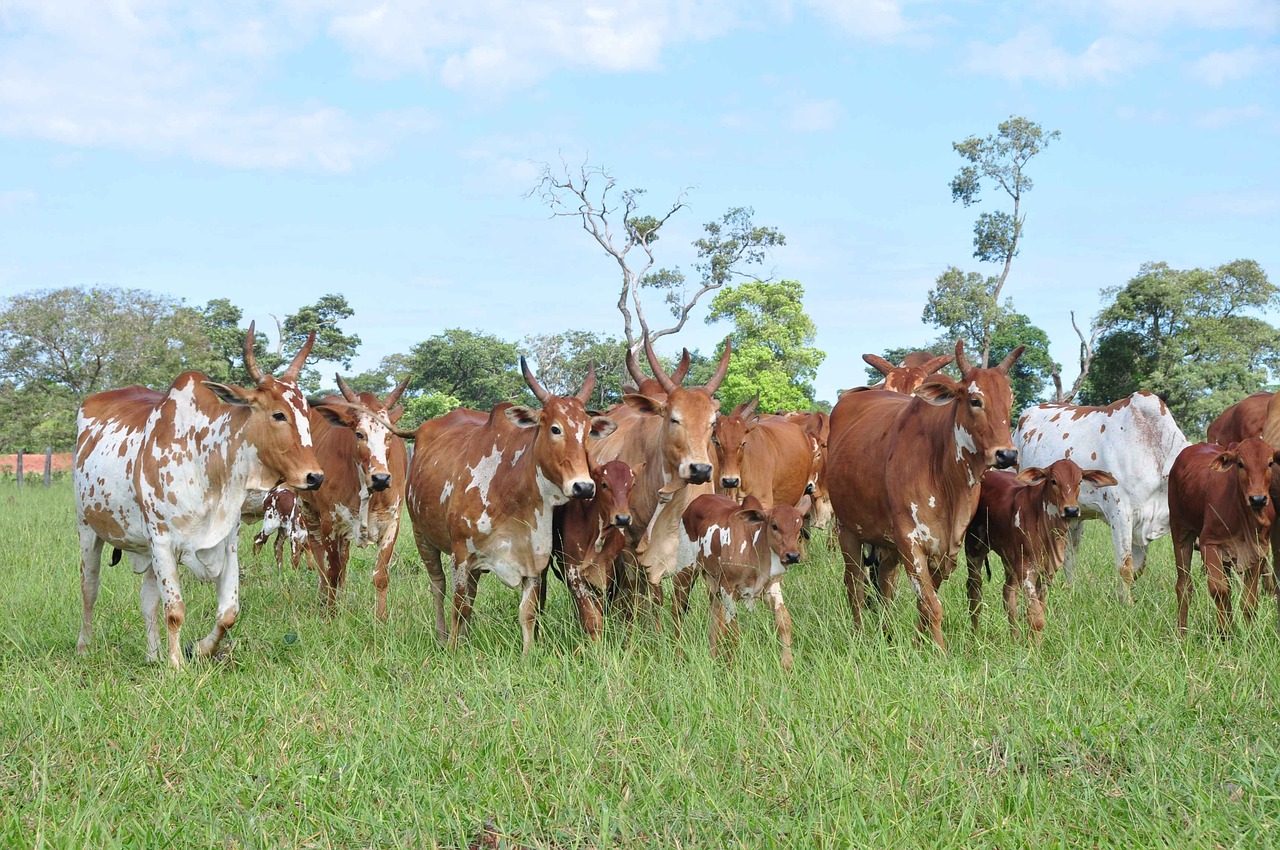 Image - cattle cows spotted pasture