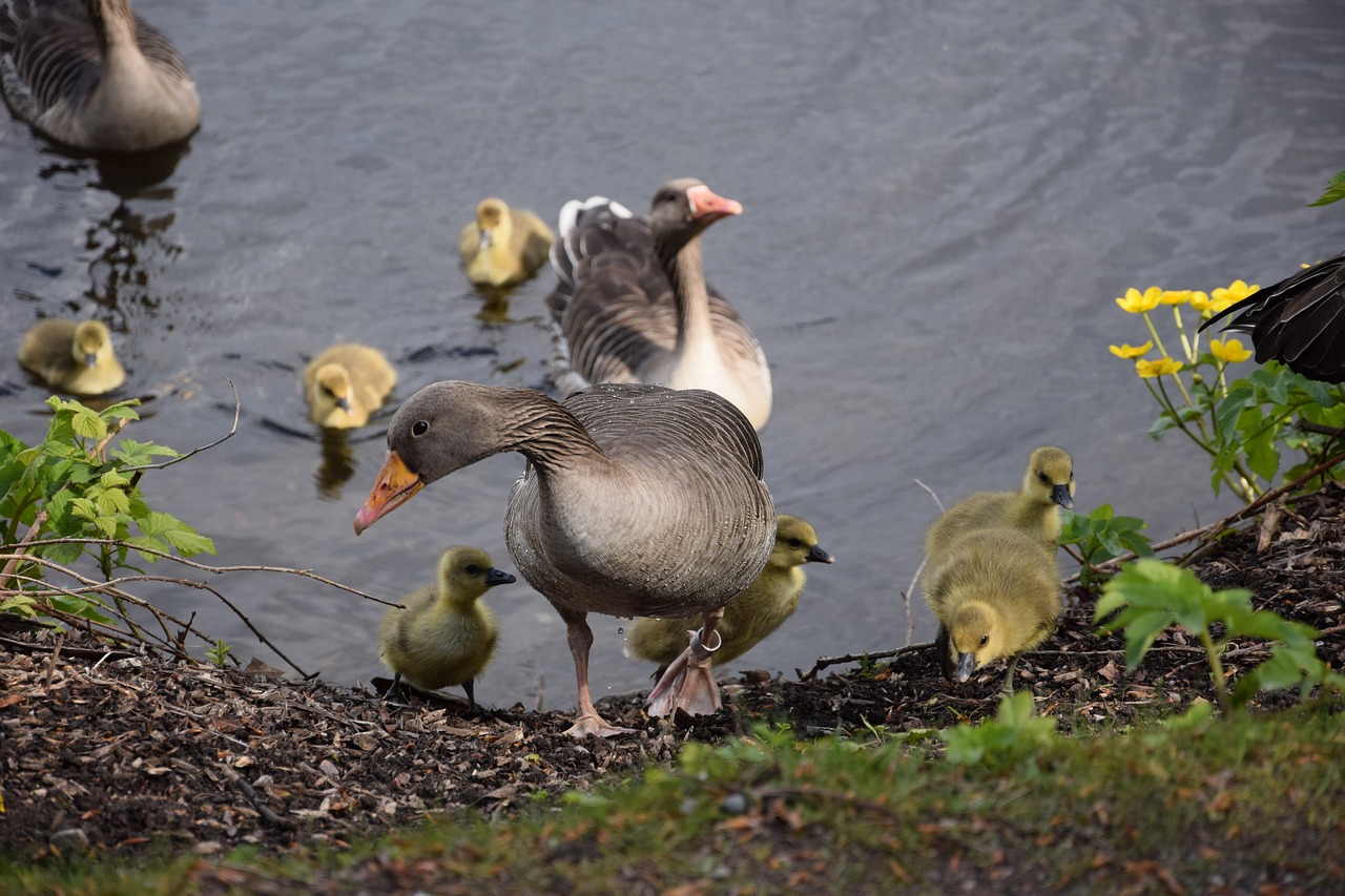 Image - chicks geese bird goose animal