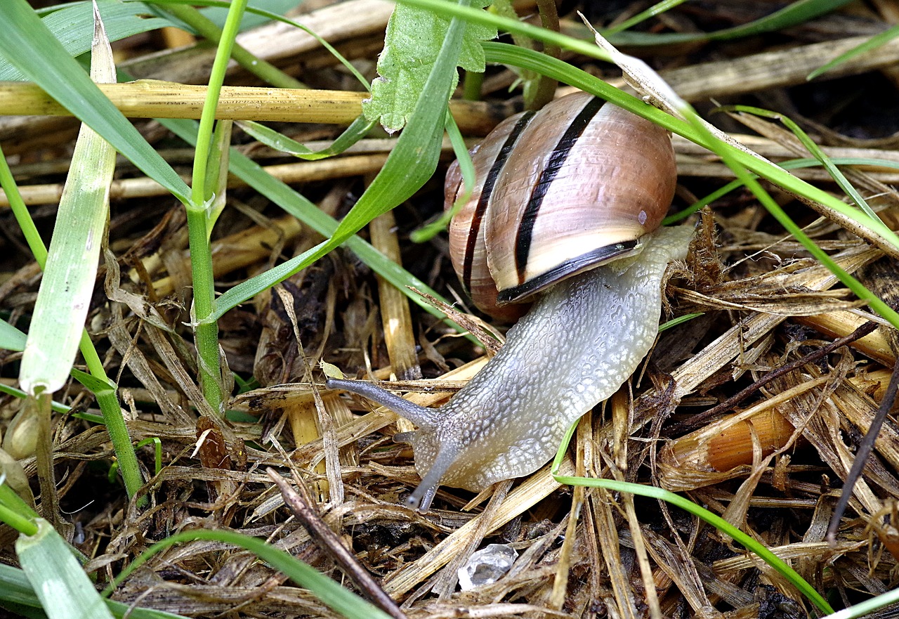 Image - snail pest colored strips