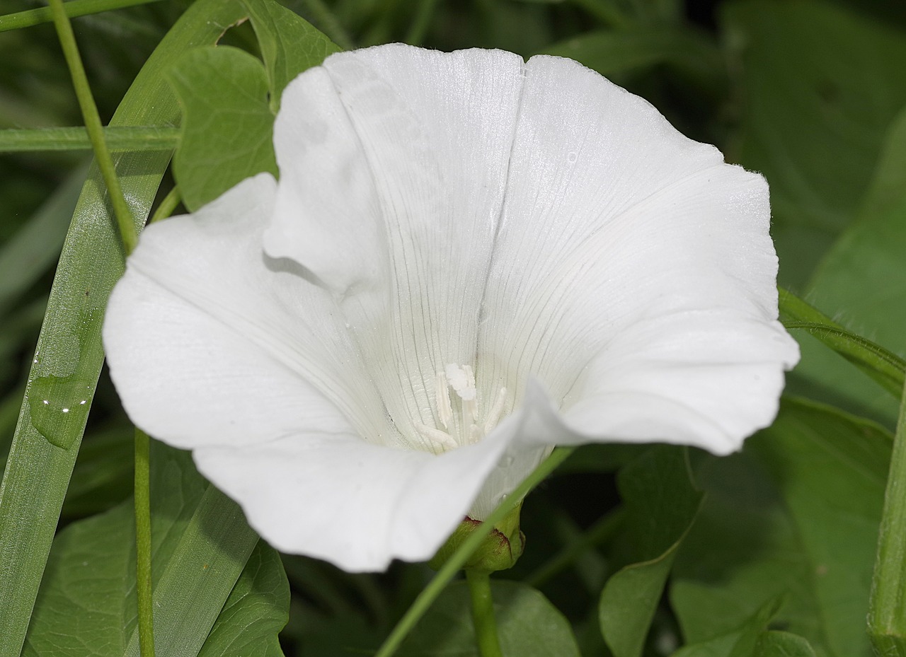 Image - bindweed flower white cup cream