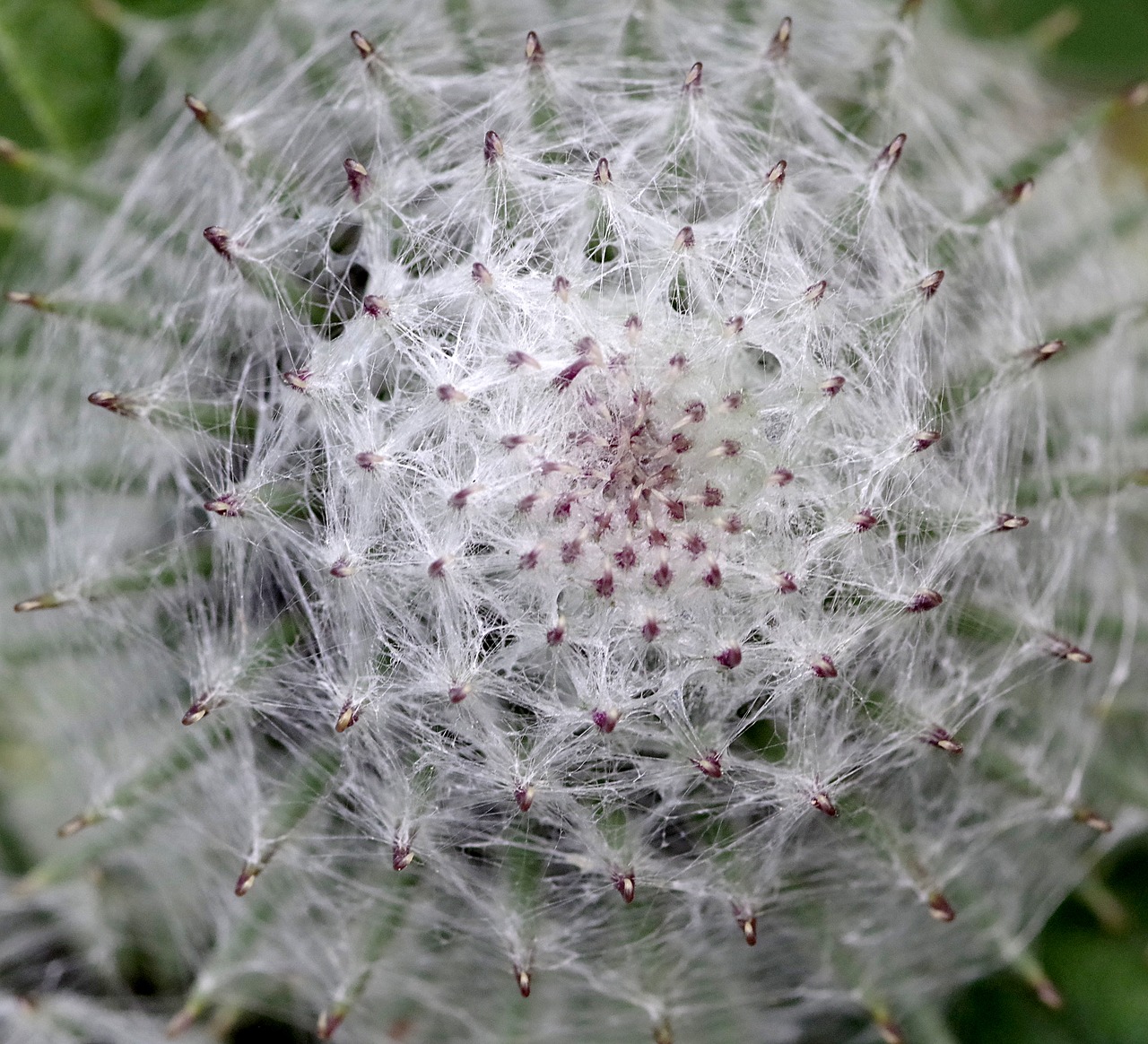 Image - burdock flower bur blooms plant
