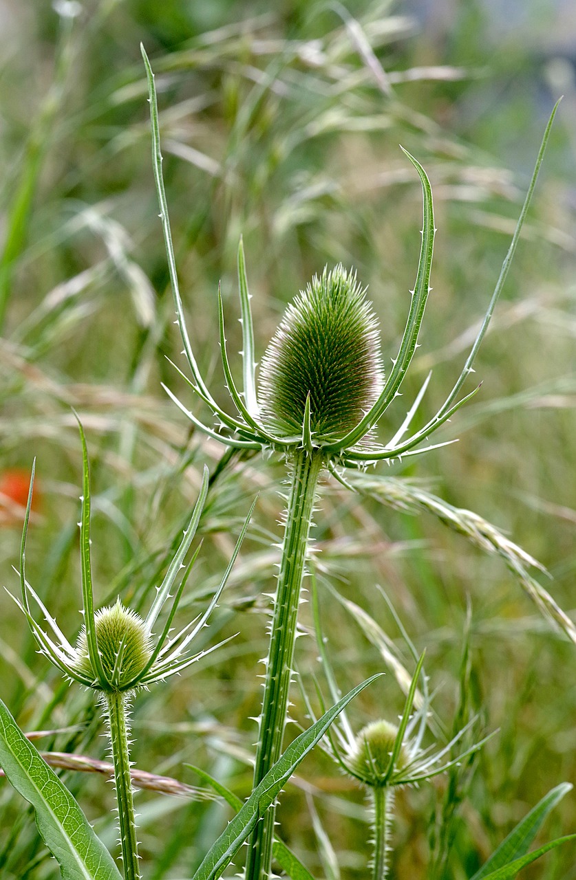 Image - thistle plant dashing drying dry