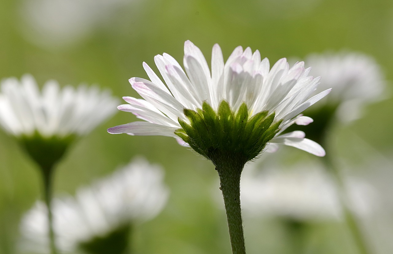 Image - daisies flowers