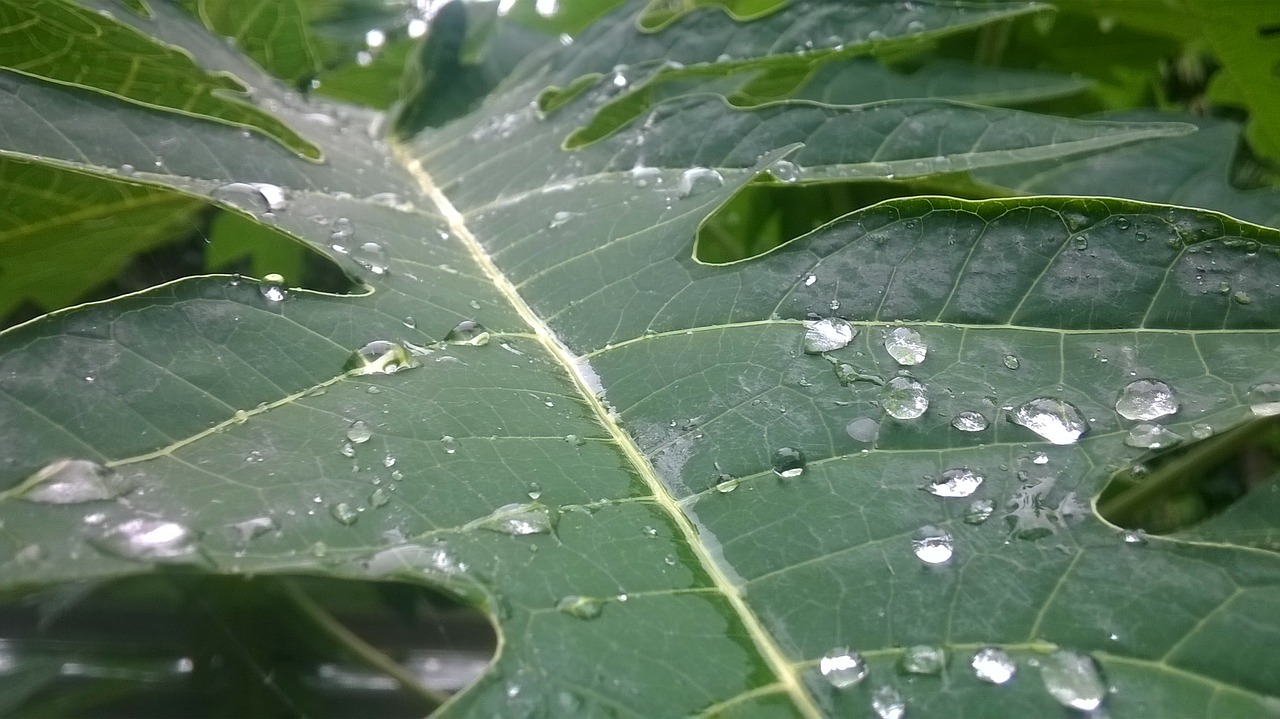 Image - leaf papaya leaf morning