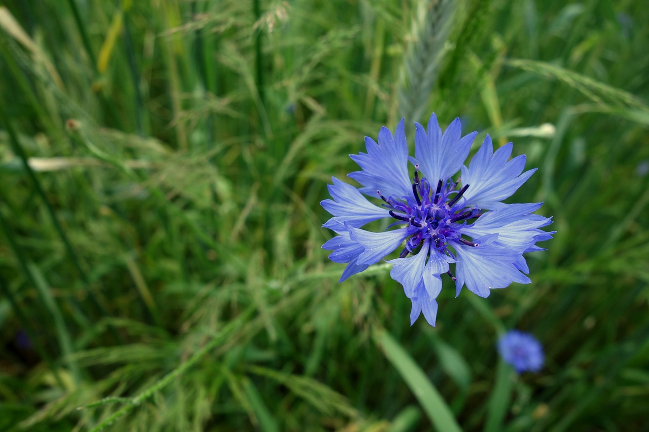 Image - cornflowers flower blue corn