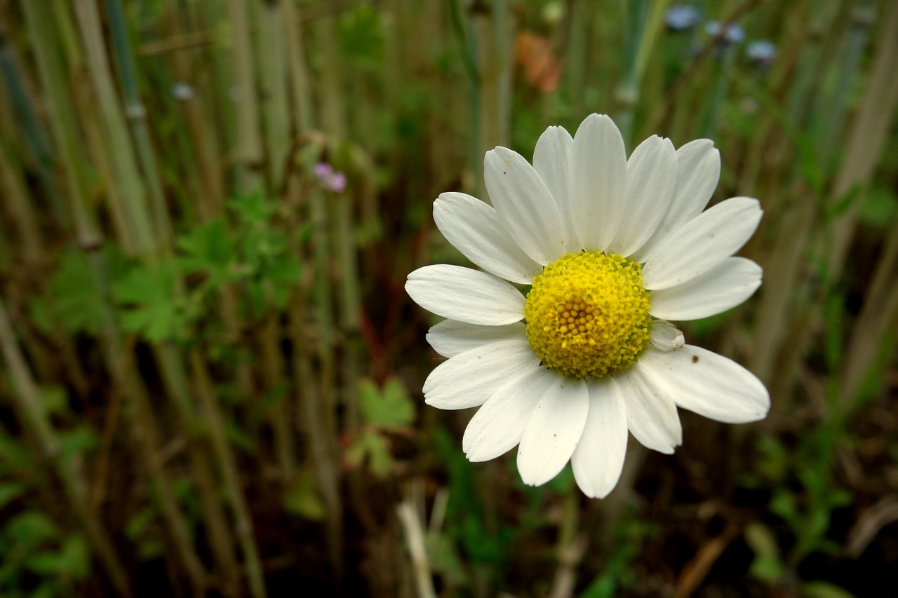 Image - flower chamomile field meadow