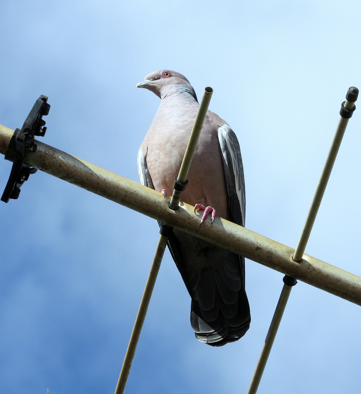 Image - pigeon carijó bird nature city