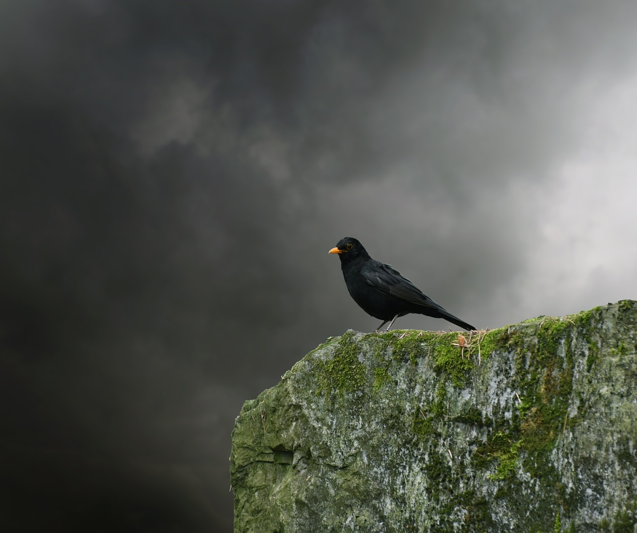 Image - blackbird bird songbird black