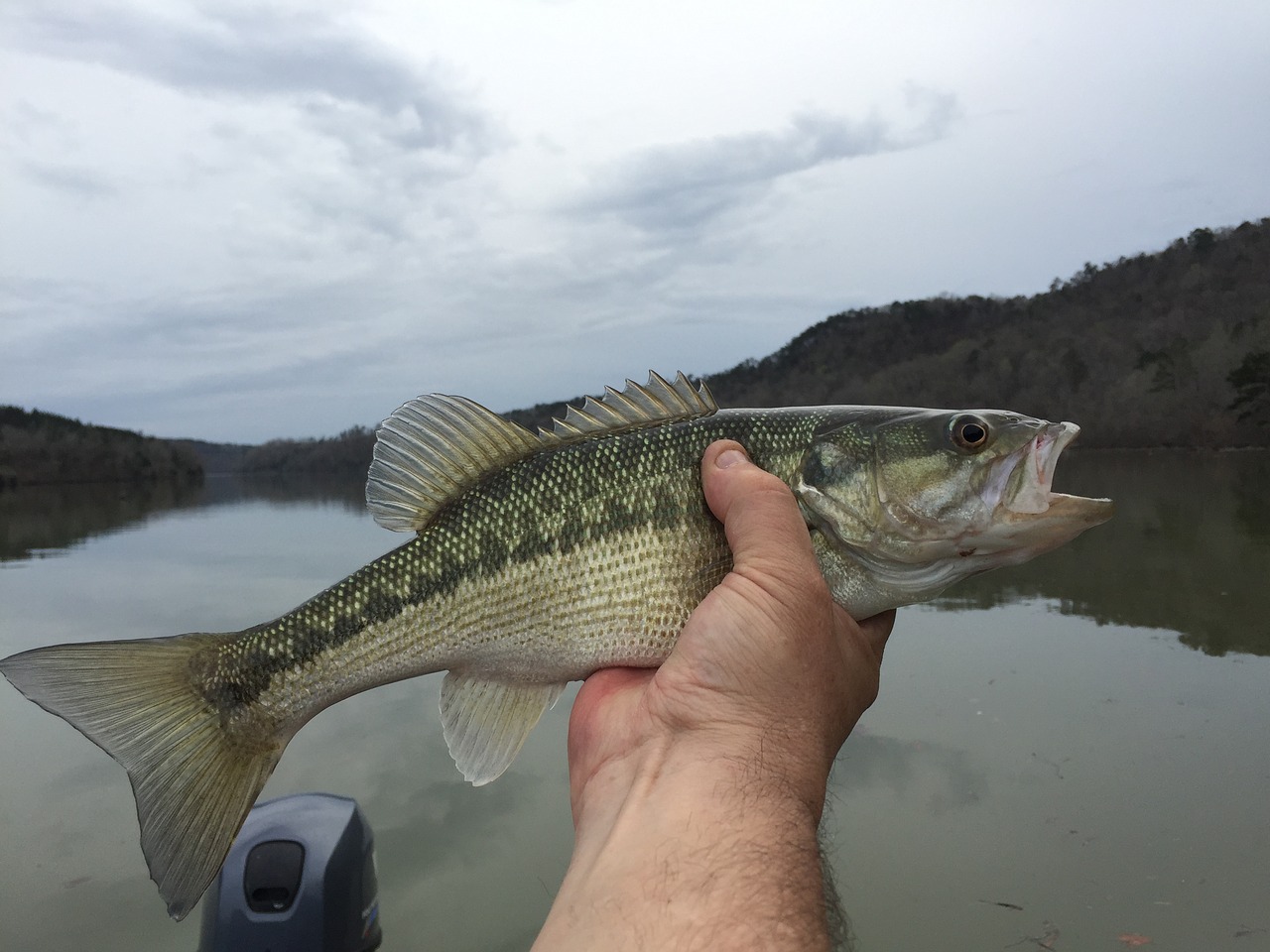 Image - spotted bass fishing angling fish